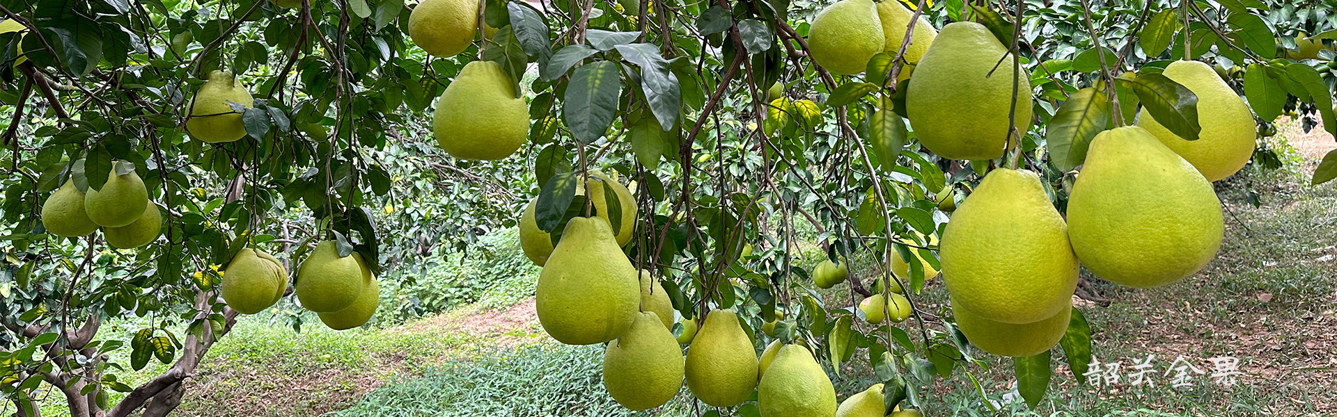 金果公司种植基地